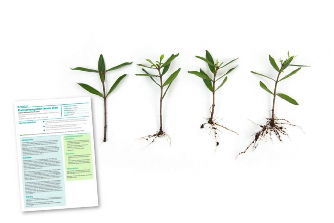 RHS KS2 Science Lesson Plan – Plant Propagation | Teachwire Teaching ...