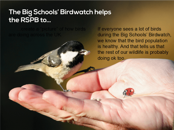 Big Schools Birdwatch Introductory Powerpoint And Notes Teachwire Teaching Resource