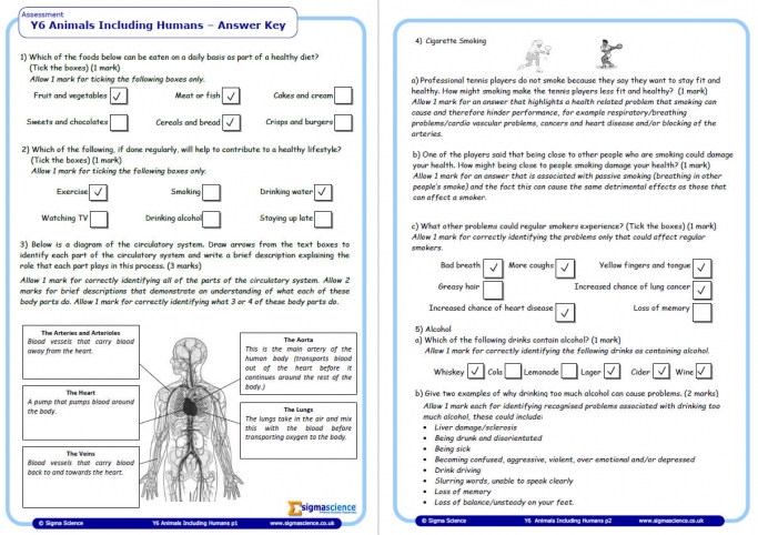 year 6 science assessment worksheet with answers humans including