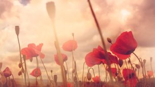 Poppy field, representing Remembrance Day activities