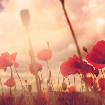 Poppy field, representing Remembrance Day activities