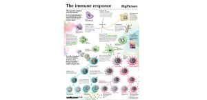 Immune response – Poster resource for KS4 biology - Teachwire