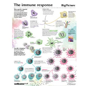 Immune response poster