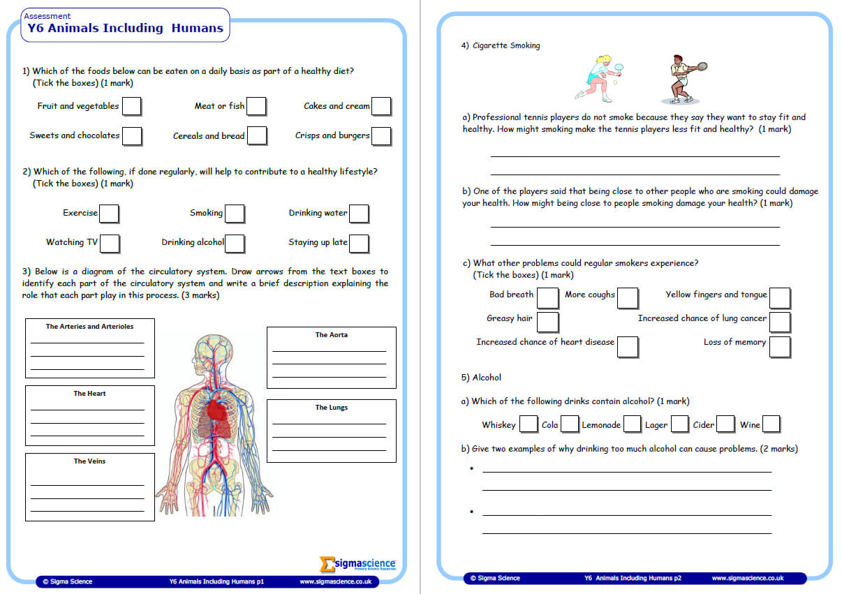 Year 6 Science Assessment Worksheet With Answers Humans Including 