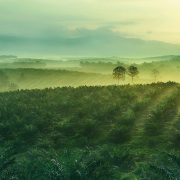 An oil palm plantation