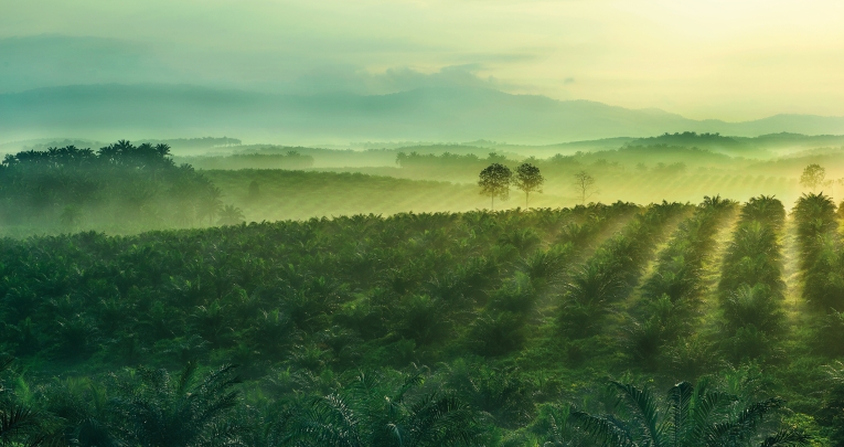 An oil palm plantation