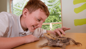 A school boy looking at a lizard at West Midlands Safari Park