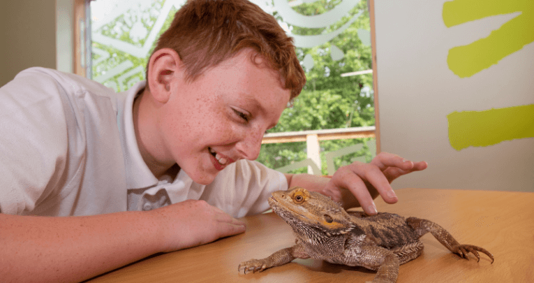 A school boy looking at a lizard at West Midlands Safari Park