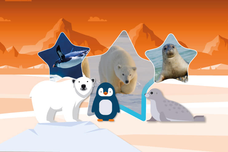 A cartoon illustration of a polar bear, penguin and seal, next to photos of a penguin, polar bear and seal.