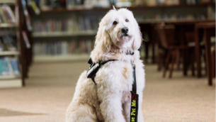 Therapy dogs in schools