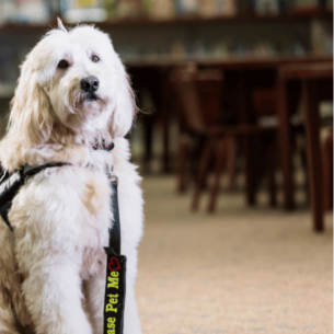 Therapy dogs in schools