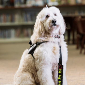 Therapy dogs in schools