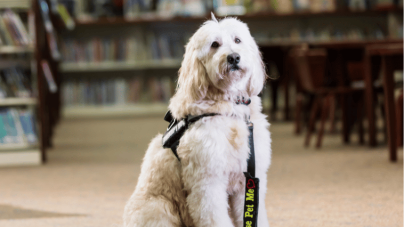 Therapy dogs in schools